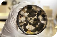 Mold Removal San Diego